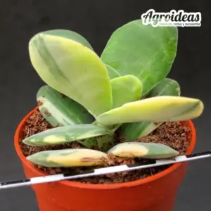 Crassula dubia "variegata"