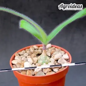 Ornithogalum hispidum