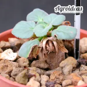 Pelargonium grenvilleae "Namaqualand"