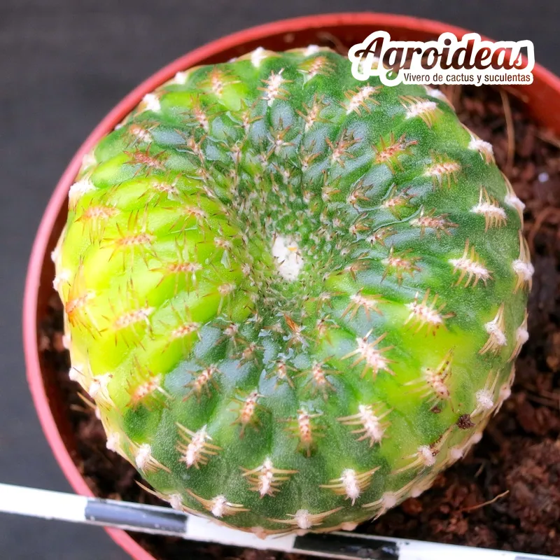 Sulcorebutia arenacea "variegata" - Imagen 2