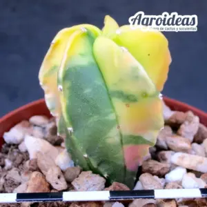 Astrophytum myriostigma var. nudum «Tricolor»