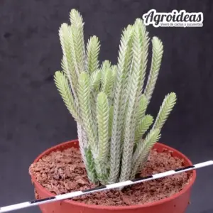 Crassula muscosa "variegata"