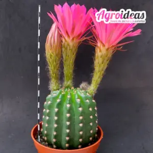 Trichopsis cv. "Pompadour" Ejemplar