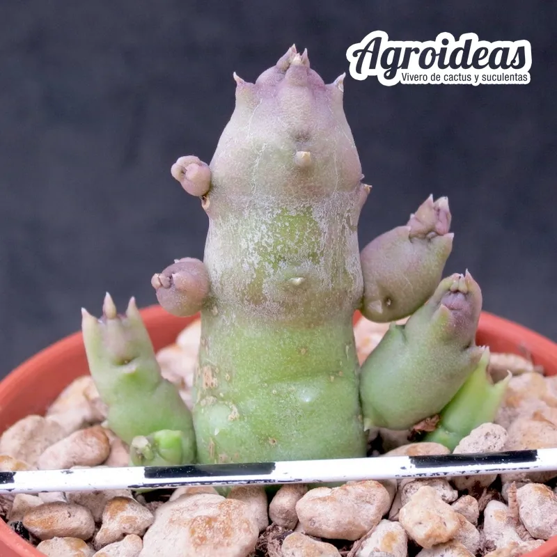 Tromotriche aperta "Richtersveld" - Imagen 2