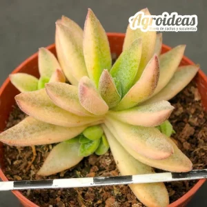 Crassula justus corderoyi "variegata"