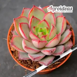 Echeveria "Endorphyn"