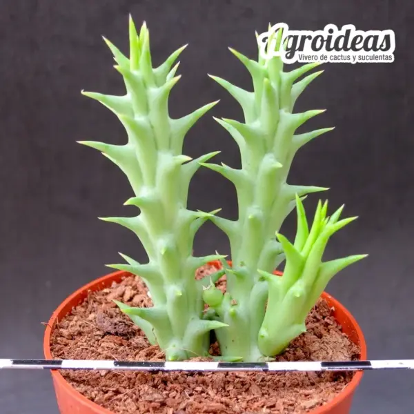 Luckhoffia beukmanii X Orbea woodii - Imagen 2