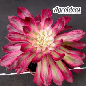 Aeonium "Mardi Gras"
