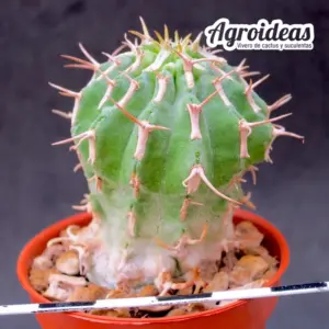 Euphorbia columnaris