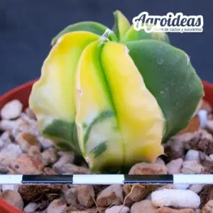 Astrophytum myriostigma var. nudum multicostatum «Variegata»