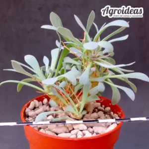 Othonna euphorbioides “ejemplar”