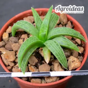 Bulbine haworthioides