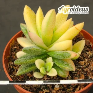 Crassula justus corderoyi "variegata"