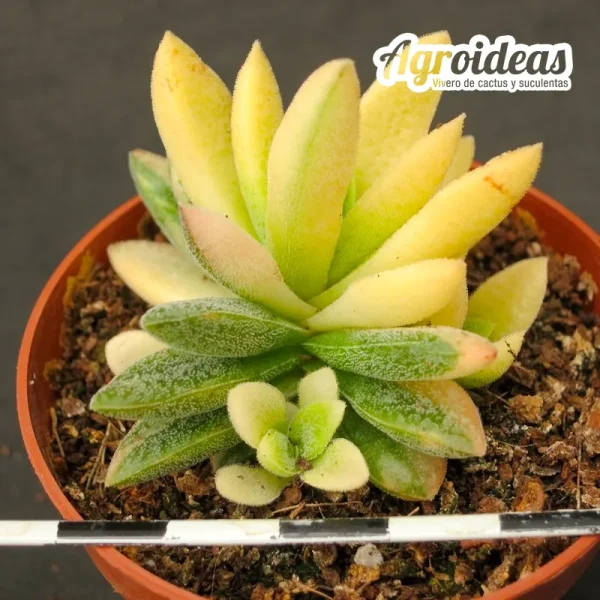 Crassula justus corderoyi "variegata"