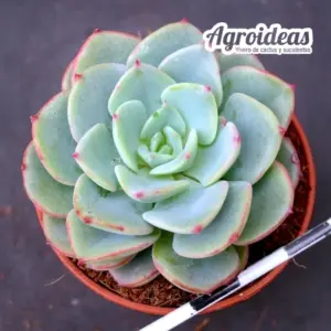 Echeveria "Swirl"