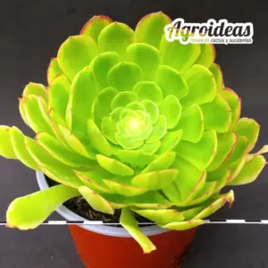 Aeonium "Fiesta"