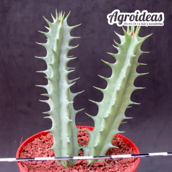 Huernia "Eyeball" - Imagen 2