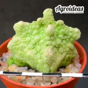 Pseudolithos cubiformis "Dragon-skin"