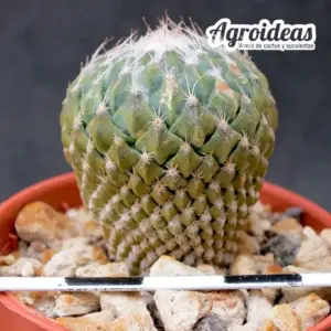 Pelecyphora strobiliformis