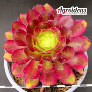Aeonium "Anna"