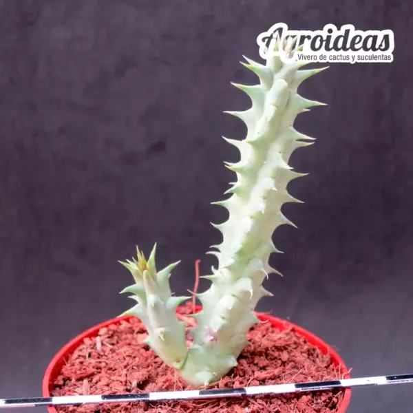 Huernia macrocarpa var. ceresina - Imagen 2