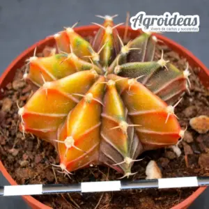 Gymnocalycium X aguadulce «variegata»