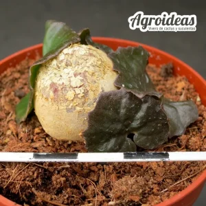 Dorstenia barnimiana