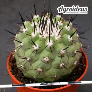 Copiapoa X cinerea ssp. cinerea "Selección"