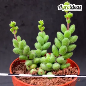 Crassula hirtipes