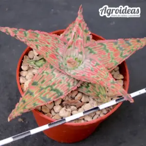 Aloe hybrid “Ex. KG”