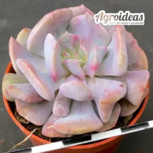 Echeveria "Cubic Frost"