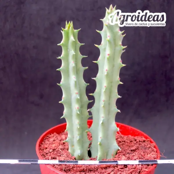 Huernia boleana - Imagen 2