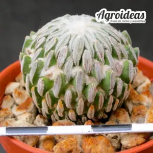 Pelecyphora aselliformis