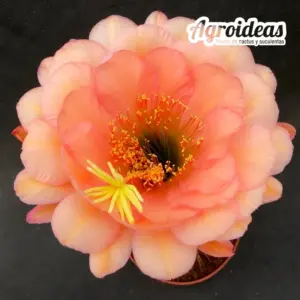 Trichocereus «Chamaleon»