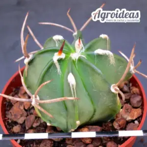 Astrophytum crassispinum cv. buffalo