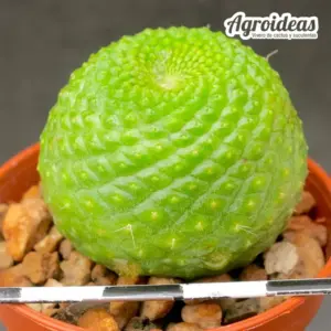 Rebutia krainziana "fr. nuda"