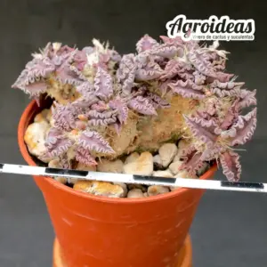 Euphorbia tulearensis