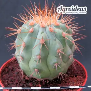 Copiapoa haseltoniana "ejemplar M-11 cm"