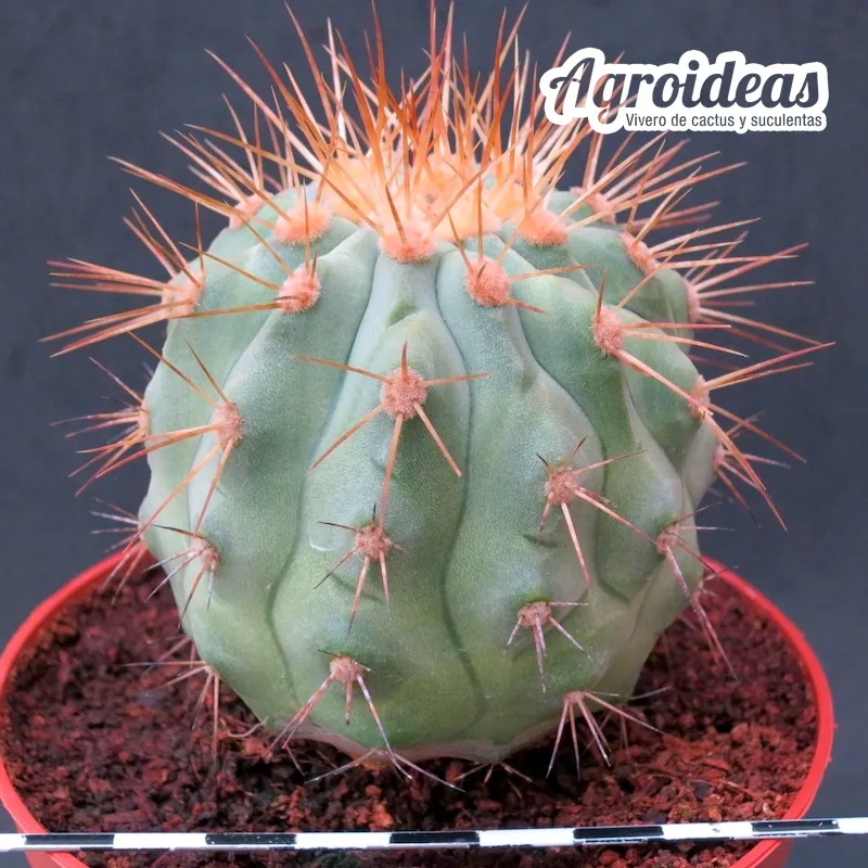 Copiapoa haseltoniana "ejemplar M-11 cm"