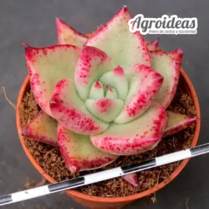 Echeveria agavoides "Ebony"
