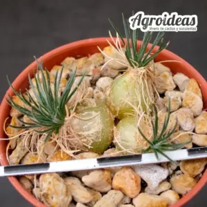 Ornithogalum sardienii