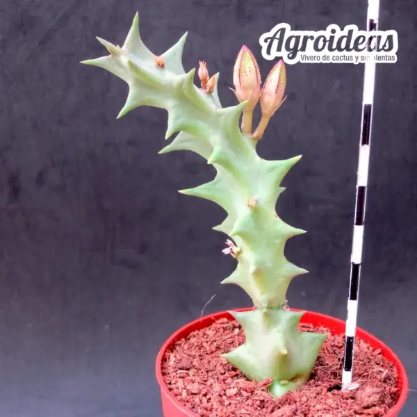Orbea gerstneri ssp. elongata - Imagen 2