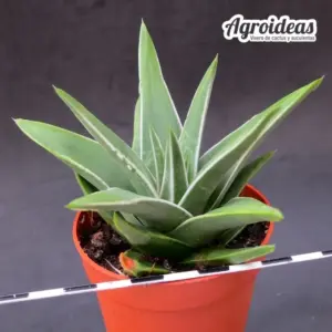 Haworthia marginata «White edge» MØ- 6,5 cm