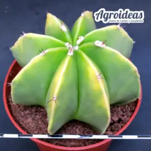 Astrophytum multicostatum var. nudum «Selección» MØ-11cm