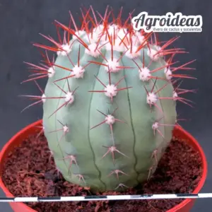 Copiapoa híbrida "Ex. Agroideas" Ejemplar M-11 cm