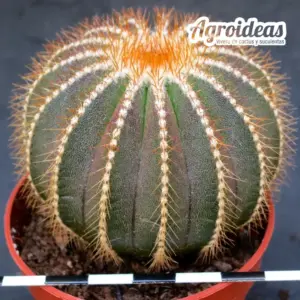Uebelmannia pectinifera var. multicostata ssp. flavispina