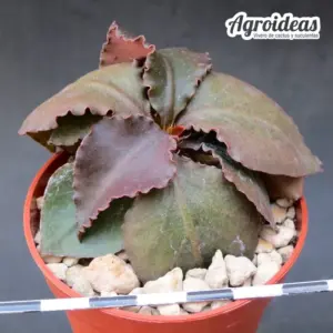 Euphorbia X francoisii “Selección”