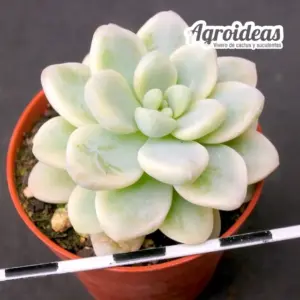 Sedum clavatum "variegata"