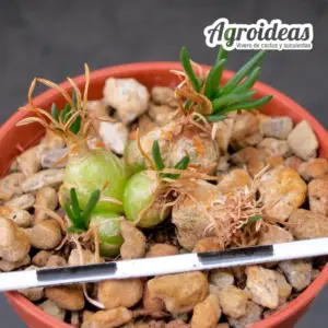 Ornithogalum lithopsoides