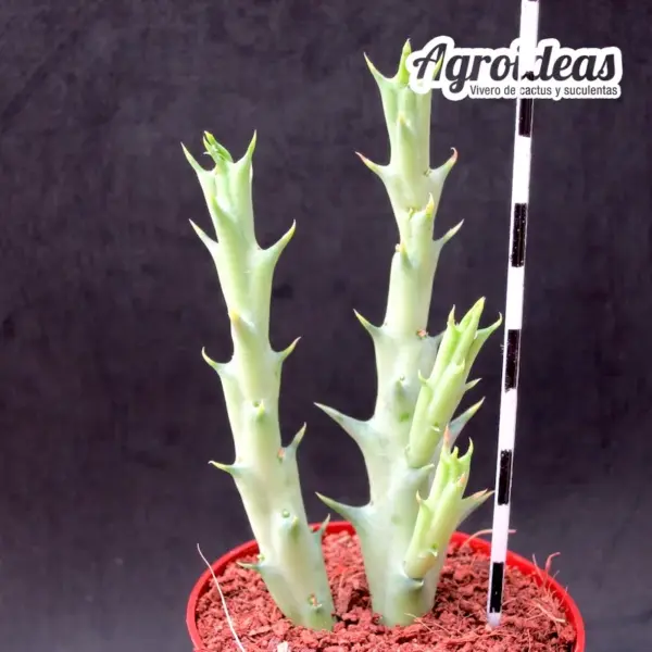 Orbea semitubiflora - Imagen 2